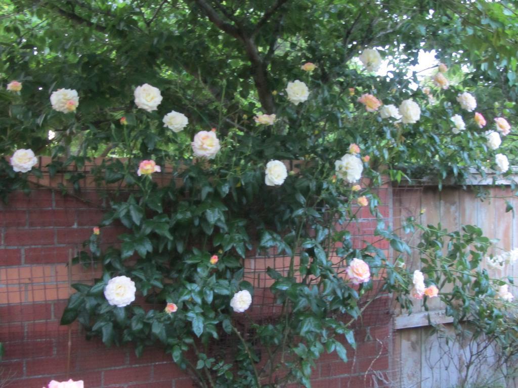 Airport Stableford B&B Christchurch Luaran gambar